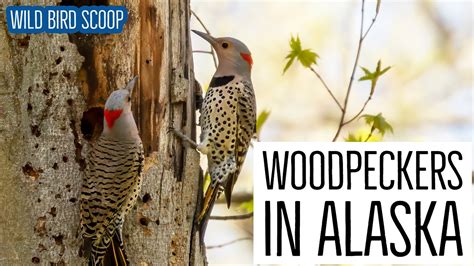 Woodpeckers In Alaska See All 7 Species In This State Youtube