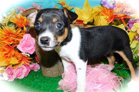 Rat Min Pin Mix Rat Terrier Puppy For Sale Near Chicago