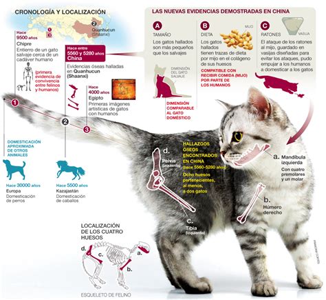 La Domesticación De Los Gatos Ciencia El Periódico