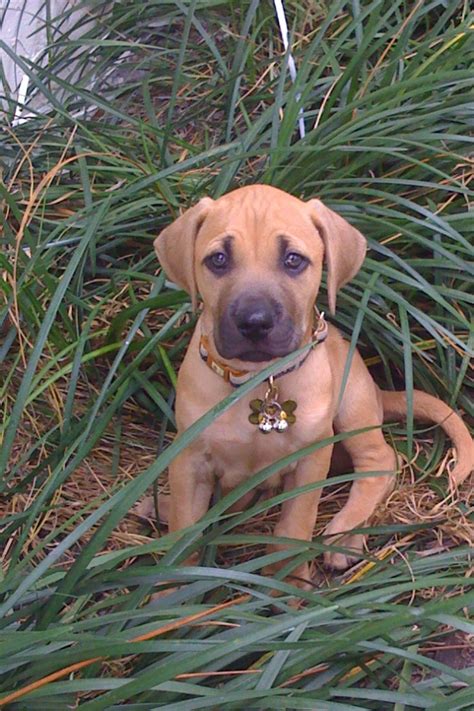 You will find that your pup gets along with your children and kids, but early socialization is needed to ensure the best behavior. 70 best BLACK-MOUTH CUR OWNER images on Pinterest | Black ...