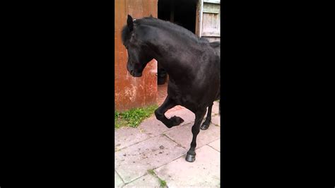 Horse Doing Tricks Youtube