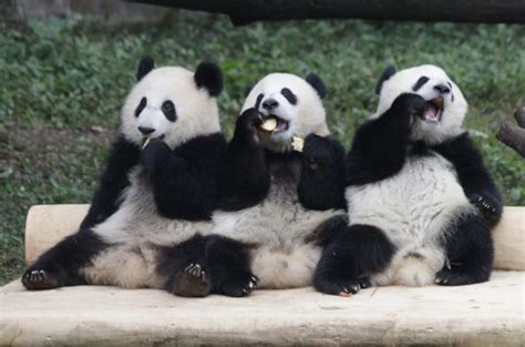 Embarrassment Of Pandas Nspirement