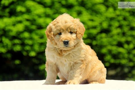 Maybe you would like to learn more about one of these? Goldendoodle puppy for sale near Lancaster, Pennsylvania | 4cdc36bc-0bd1