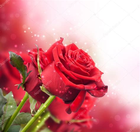 Background With Red Roses Stock Photo By ©denisovd 9420036