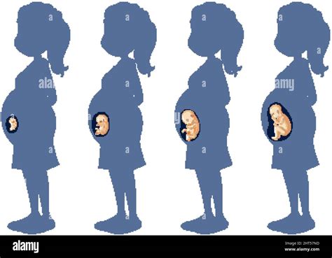 Diagram Showing Human Embryonic Development Illustration Stock Vector