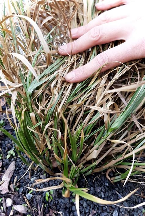 Gesunde, wuchsfreudige und kräftige gräser geben dem garten oder dem grundstück ein das schneiden der gräser gehört zu den tätigkeiten, die für den wuchs und das gedeihen dieser. Gräser schneiden | Ein Frühjahrsschnitt für frischen ...