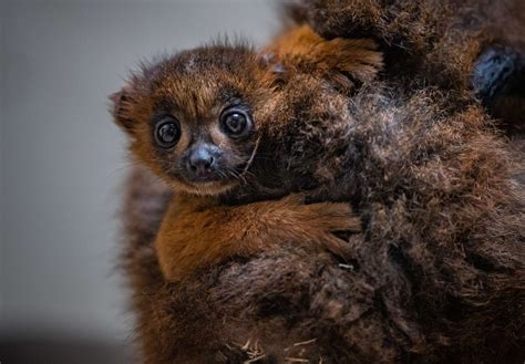 Chester Zoo Welcomes Its First Red Bellied Lemur Baby