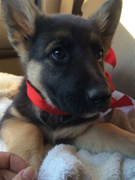 While the german shepherd is highly intelligent and trains fairly easily, they are no picnic for novice owners. The 25+ best German shepherd puppies ideas on Pinterest ...