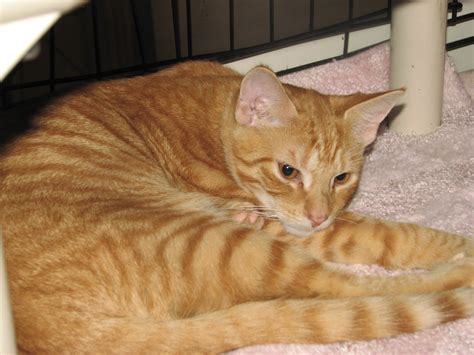 Jericho Red Tabby Male Kitten Adopted Cat And Kitten