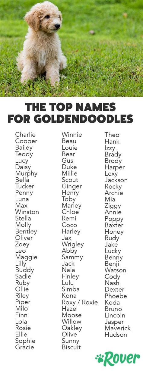 The Top 117 Most Popular Goldendoodle Names Goldendoodle Names Puppy