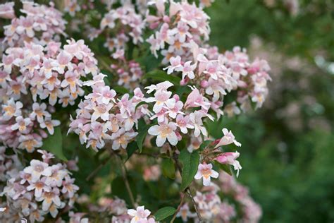 Top 5 Abelia You Need To Plant Now Meadows Farms Nurseries And