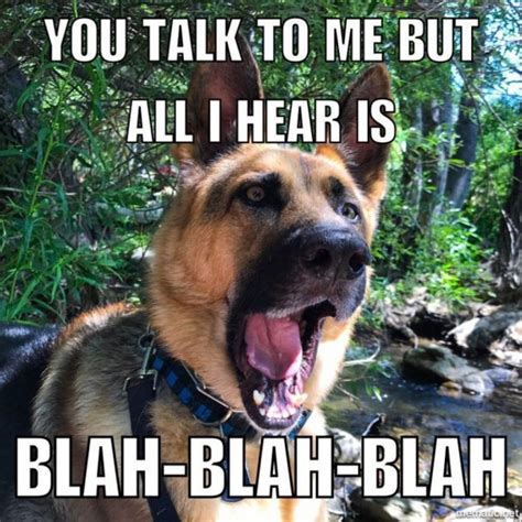 22 German Shepherd Memes That Will Make You Cry Laughing Page 2 Of 5 Images