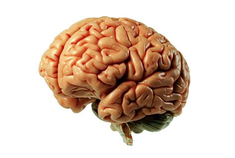 Best Human Brain Stock Photos Pictures And Royalty Free Images Istock