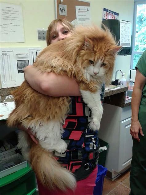16 Giant Maine Coon Cats That Will Make You Feel Really Small