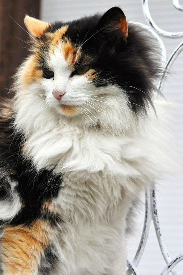 Pretty Calico Cat Calico Cats Pinterest