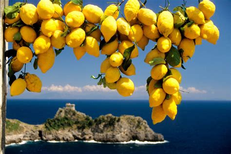 The Famous Lemon Growers From The Amalfi Coast Amalfistyle