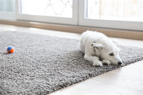 The 9 Best Carpet Cleaner Solutions For Pets In 2020