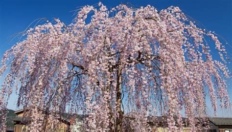 Pruning Weeping Cherry Trees When How Common Mistakes Rennie Orchards Wheeping Cherry Tree