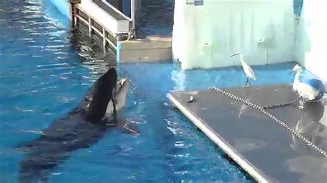 A Killer Whale Attacks A Trainer Youtube