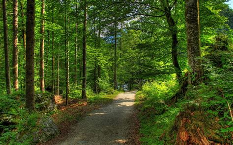 Dirt Road In Forest Dirt Path Dirt Road Green Path Nature Forests