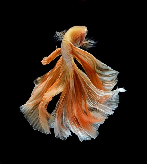 Stunning New Portraits Of Siamese Fighting Fish By Visarute