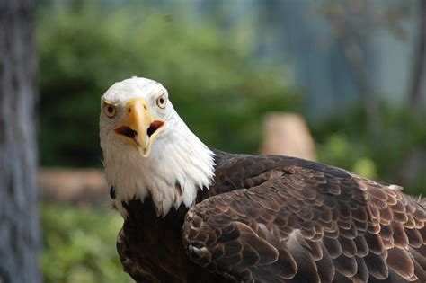 Bald Eagle Free Photo Download Freeimages