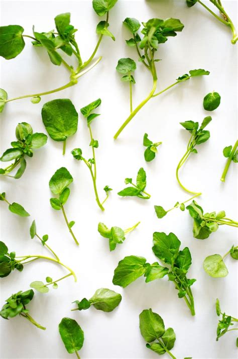 Watercress 101 Everything You Need To Know About Watercress