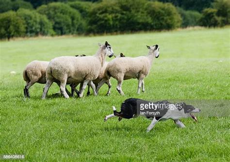 British National Sheep Dog Trials Photos And Premium High Res Pictures