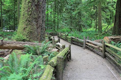 Visit Macmillan Provincial Park And Cathedral Grove British Columbia