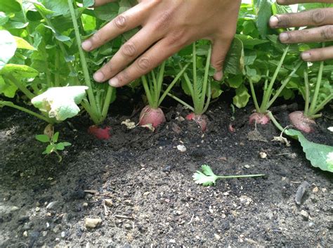 This is harvesting radish seeds. by david atchison on vimeo, the home for high quality videos and the people who love them. Backyard to Table: 6 Edibles To Plant for Fall