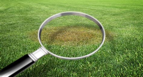 Causes And Remedies For Yellow Spots In Lawn Endless Light