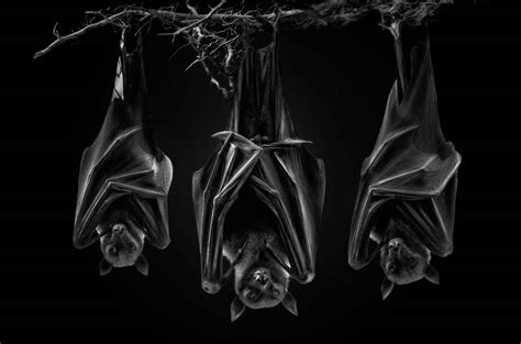 7 Revealing Animal Portraits From Bats To Bongos World Photography