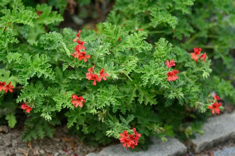 How To Grow And Care For Scented Leaved Geraniums