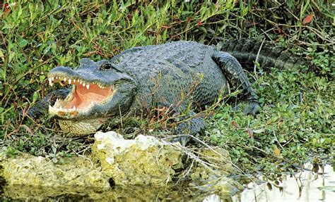 50 insane facts florida about direct villas florida insane facts about the whole shell of the building is fiberglass 28 expedition everest at disney's animal kingdom (just under in fact, many professional golfers call florida home. ORHA ~ Florida Facts and Symbols