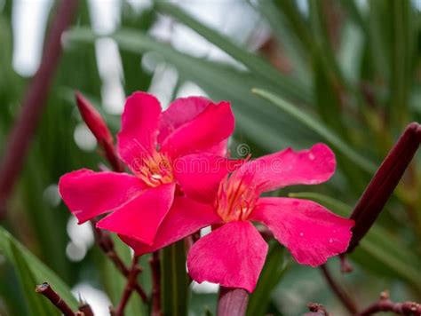 Close Up Pink Oleander Nerium Flower In Nature Garden Stock Photo