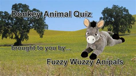 Donkey Farm Animal Quiz Youtube