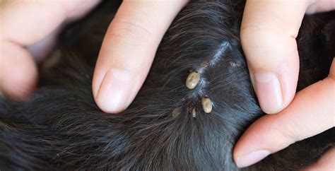 What To Do After Removing A Tick From A Dog