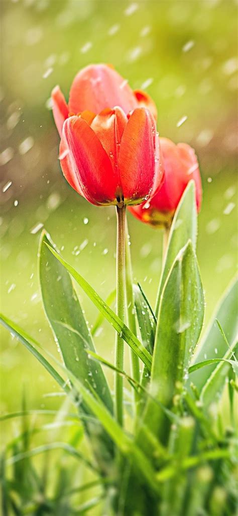 1242x2688 Tulip Rain Hd Iphone Xs Max Hd 4k Wallpapers Images
