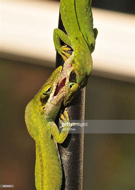Fight Of The Anoles Lizards High Res Stock Photo Getty Images