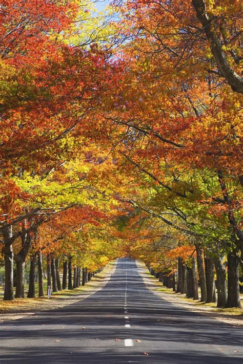 23 Amazing Photos Of Autumn Leaves Fall Photos
