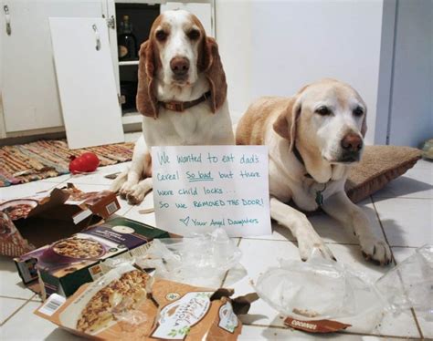 20 Dog Shaming Photos That Will Have You Cracking Up
