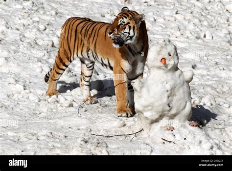 Siberian Tiger Genghis Takes As Closer Look At A Snowman Made By Staff