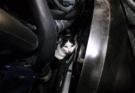 Miracle Moggy Survives Car Journey Trapped In Engine