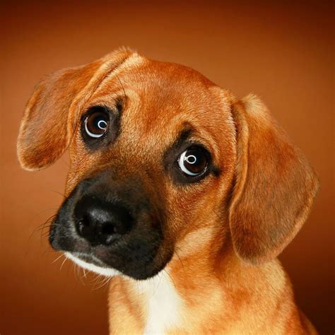 Why Do Puppy Dog Eyes Work