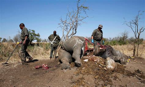 Record Number Of Rhinos Killed By Poachers In South Africa In 2014