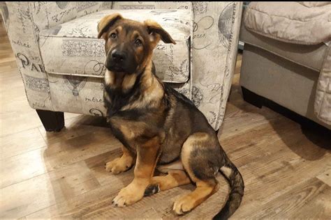 Your purebred german shepherd puppy comes with comfortable health guarantees + lifetime support! Www.MNGSD.com - German Shepherd Dog Puppies For Sale ...