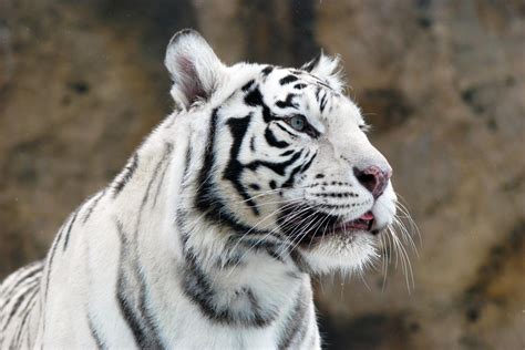 White Tiger Conservation