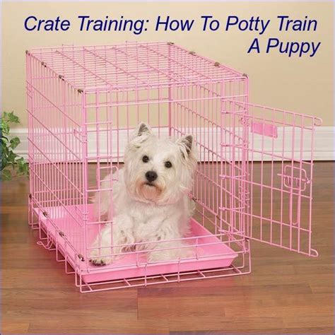 He is intelligent and easy to train. Crate Training: How To Potty Train A Puppy | Petslady.com