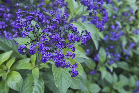 Here is a short list of the best plants with purple flowers at plant delights nursery. 14 Best Landscape Plants With Purple Flowers