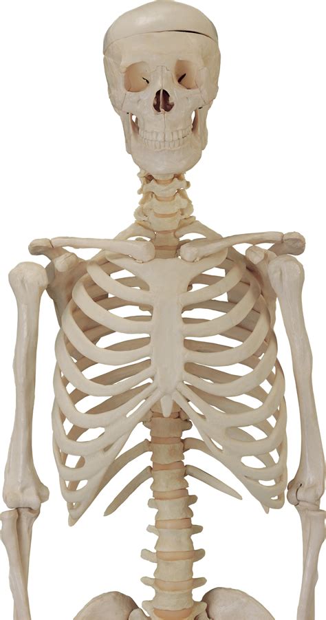 Skeleton clipart skeleton rib, Skeleton skeleton rib Transparent FREE for download on ...
